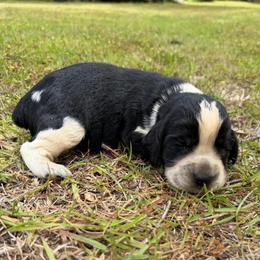 Boy 7 no collar - Black and white male English Springer Spaniel puppy in Bonifay, Florida from Sherrouse English Springer Spaniels