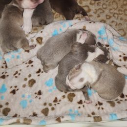 Boston Terrier and French Bulldog Puppies from Legends Frenchton's, French Bulldogs ,Boston Terriers & French Bullhuahua's