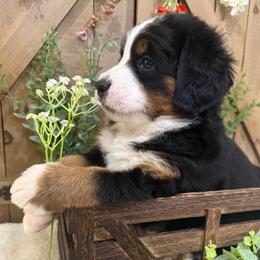 Iris - Tri-color female Bernese Mountain Dog puppy in Redlands, California from Country Feels Ranch