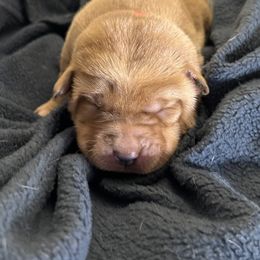 Tasha - Yellow female Labrador Retriever puppy in Alcester, South Dakota from Theresa Rhodes