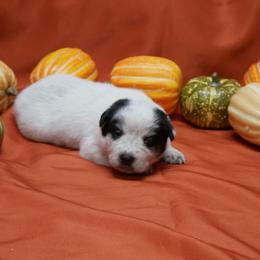 Grandmama - Blue female Australian Cattle Dog puppy in Buffalo Valley, Tennessee from Buffalo Valley Breeders
