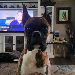 Bobbi - Boxer