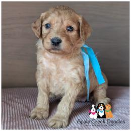 TAFFY - Multigen Goldendoodle - Medium - OFA-Genetics-Microchip-2 year warranty- ready 11-7 - Apricot female Goldendoodle puppy in Jeddo, Michigan from Apple Creek Doodles