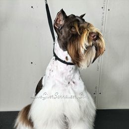 Romeo - Miniature Schnauzer