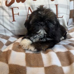 Budget friendly master - Brindle male Shih Tzu puppy in Sharon, Pennsylvania from Keystone Danes and Shih tzus