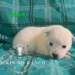 Vixen - Blue female Australian Cattle Dog puppy in Silsbee, Texas from Rockin ND Ranch