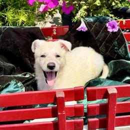 Yuki - White female German Shepherd puppy in Perkasie, Pennsylvania from Twila Ruth Herot
