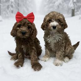 Gala - Red  female Goldendoodle puppy in Mint Hill, North Carolina from DoodleForever