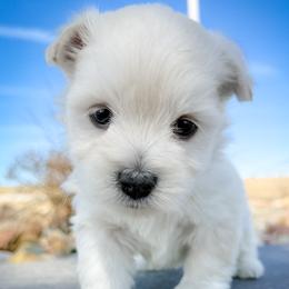 Violet - White female West Highland White Terrier puppy in Maryville, Missouri from The West Acres