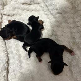 Middle pup -smallest - Black and tan male Yorkshire Terrier puppy in Westminster, South Carolina from Perseverance Dell