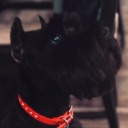 Bella - Miniature Schnauzer
