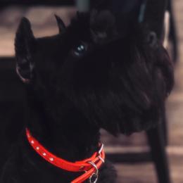 Bella - Miniature Schnauzer