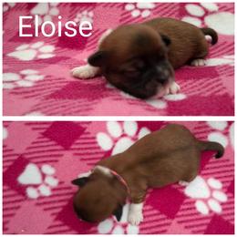 Eloise - Red female Lhasa Apso puppy in Cincinnati, Ohio from Shangri-La Lhasa Apsos