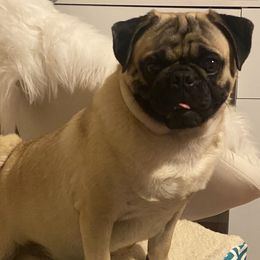 Biggie - Pug