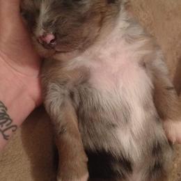 Australian Shepherd Puppies from Southern Boy Blues Aussies