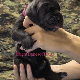 Scout - Black female Great Dane puppy in Mc Kinney, Texas from Bright Danes of Texas