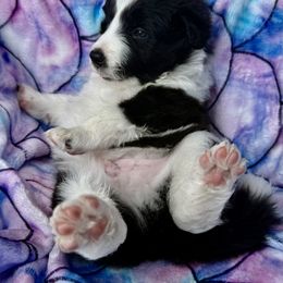 Border Collie Puppies from Aloha Border Collies