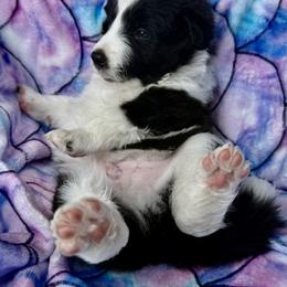 Border Collie Puppies from Aloha Border Collies