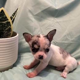 Cruise - Merle male Chihuahua puppy in Hampton, Virginia from Chilove Chihuahuas