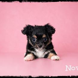 Nova - Black and tan female Chihuahua puppy in Demorest, Georgia from Sourpatch Chihuahuas