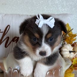 CAROLINE AKC - Blue female Pembroke Welsh Corgi puppy in Hinton, Oklahoma from Green Cloud Ranch