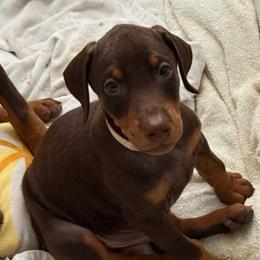 White Collar - Red and rust female Doberman Pinscher puppy in Lake City, Florida from Paintedcrazy Doberman Pinchers