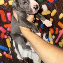 Pennywise - Blue and white male Great Dane puppy in Orange Grove, Texas from Shadow Veil Dane’s