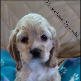 Cocker Spaniel Puppies from -PrincetonzSpanielz-