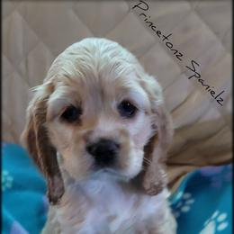 Cocker Spaniel Puppies from -PrincetonzSpanielz-