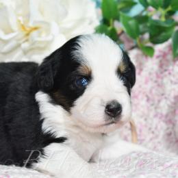 Crystal - Black tri-color female Australian Shepherd puppy in Placerville, California from BFF Aussies