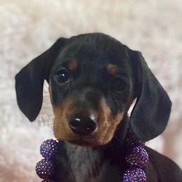Dachshund and Miniature Schnauzer Puppies from The Bossy Doxie Farm