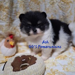 Ash - Black parti male Pomeranian puppy in Oologah, Oklahoma from GG's Pomeranians