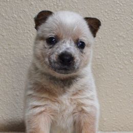 Australian Cattle Dogs from Wolfsong ACD