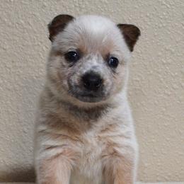 Australian Cattle Dogs from Wolfsong ACD