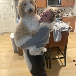 Goldendoodle All Grown Up from Veteran Goldendoodles