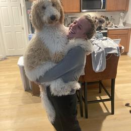 Goldendoodle All Grown Up from Veteran Goldendoodles