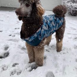 Poodle Puppies from Sapphire Poodles