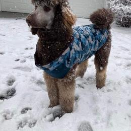 Poodle Puppies from Sapphire Poodles