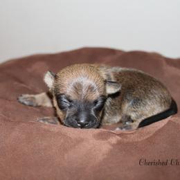 Jewel - Black sabled fawn female Chihuahua puppy in Willamina, Oregon from Cherished Chihuahuas