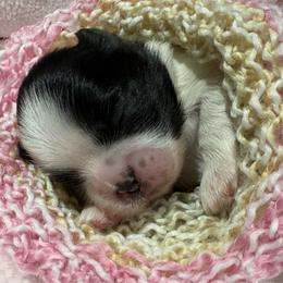 Ebony - Black and white female Shih Tzu puppy in League City, Texas from Mosley Shih Tzu