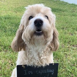 Double Doodles from Lazo's Doodles