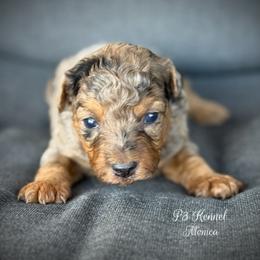 Monica - Blue merle female Aussiedoodle puppy in Ivanhoe, Virginia from P3 Kennel