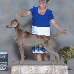 Cryo - Weimaraner