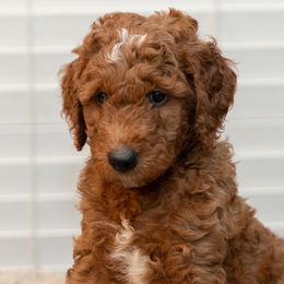 Assorted Doodle Crosses and Goldendoodles from Meekie Doodle Farm