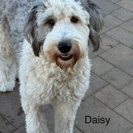 Daisy - Sheepadoodle
