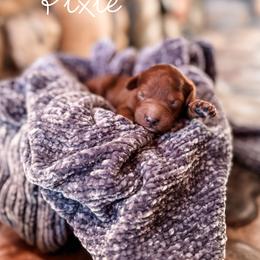 Pixie - Red female Cavapoo puppy in Idaho Falls, Idaho from Freckle Paw Family