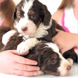 Ruth - Red tri-color female Aussiedoodle puppy in Orland, California from Shockley’s Elite Doodles