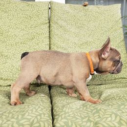 French Bulldog Puppies from LA_Texas Frenchie's