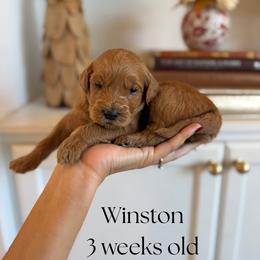 Winston - Red  male Goldendoodle puppy in Wilson, North Carolina from Cedar Creek Doodles