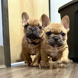 French Bulldog Puppies from Miller Frenchie Farm